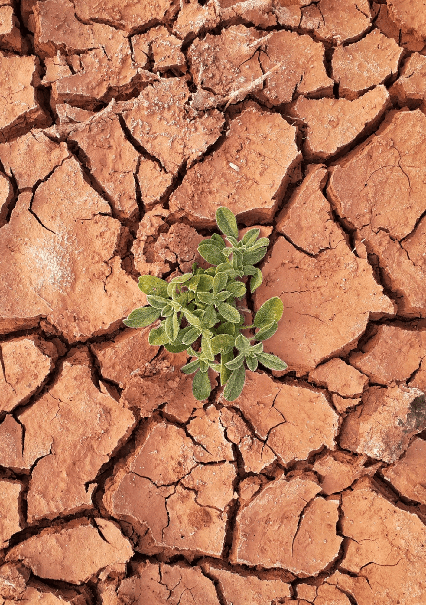 Mama van Zoveel; een eerste bundeling